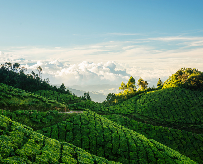 Kerala backwaters tour