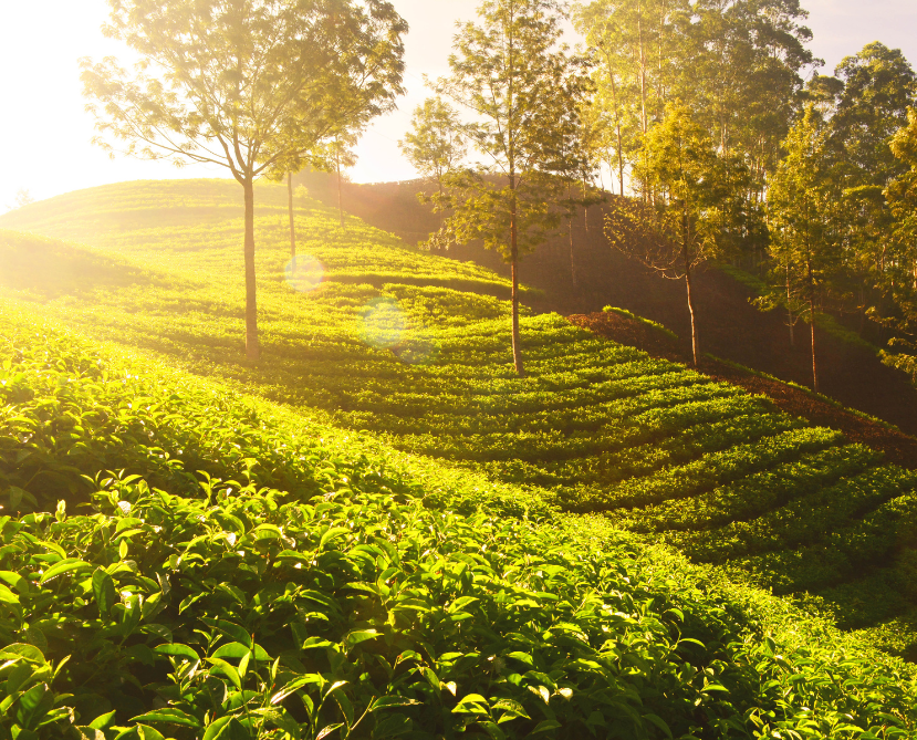 Munnar