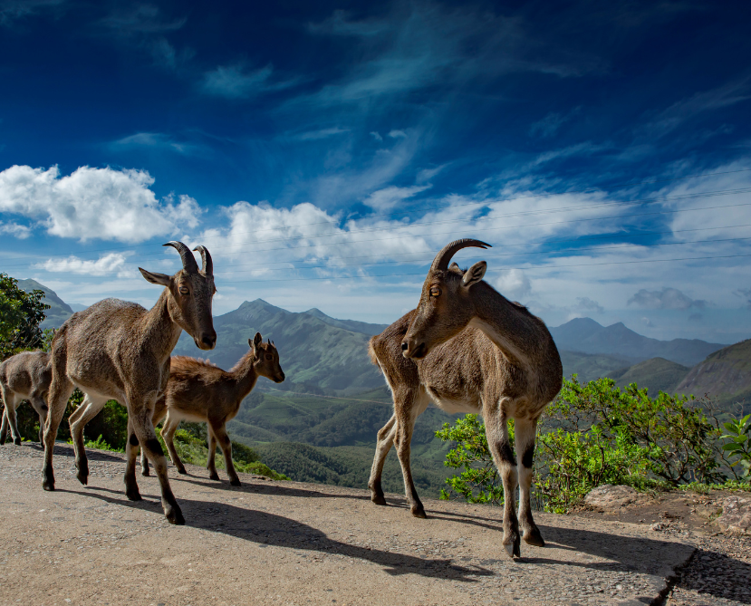 Eravikulam National Park Visit
